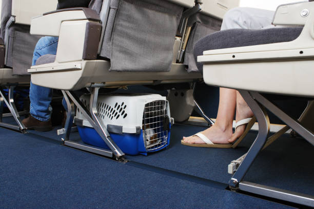 Traveling With Pet On Airplane Passenger traveling with their pet dog. Pet carrier is stowed under the seat. pet travel stock pictures, royalty-free photos & images