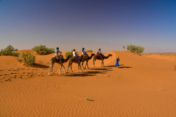 Travellers riding camels in Sahara Desert near Zagora, Morocco stock photo