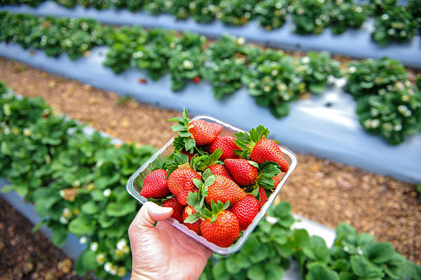Tray full of strawberries stock photo