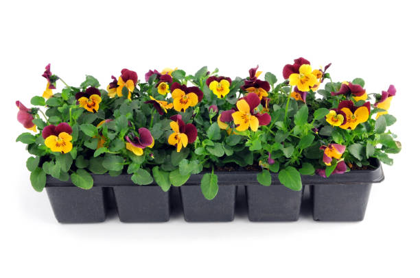 tray of pink pansy flower seedlings. isolated background. stock photo