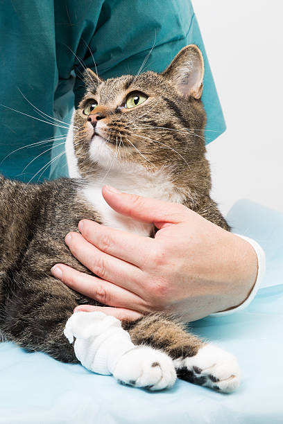 treatment at a cat stock photo