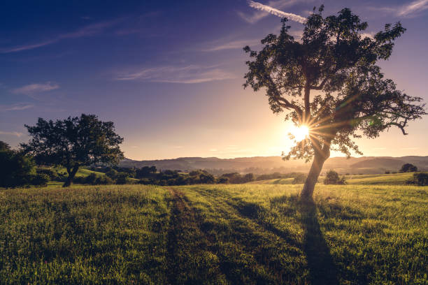 Tree and Hills Shot during summer in the fields of German Odenwald odenwald stock pictures, royalty-free photos & images