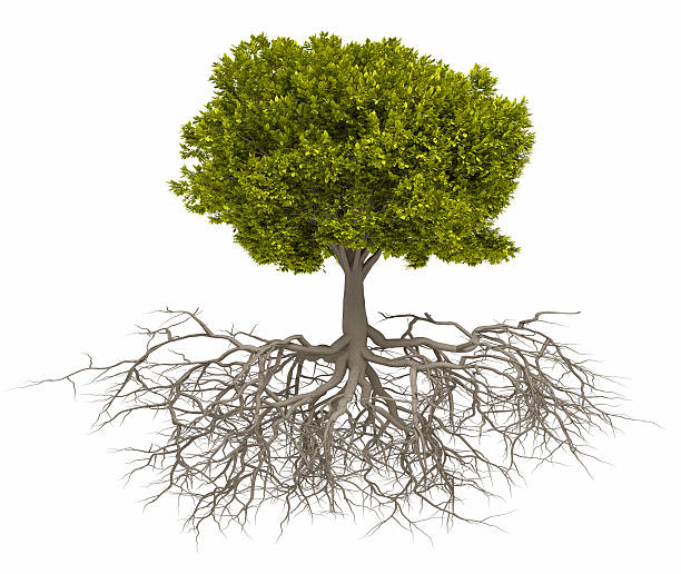 Tree and root Tree with root - 3d render illustration root stock pictures, royalty-free photos & images