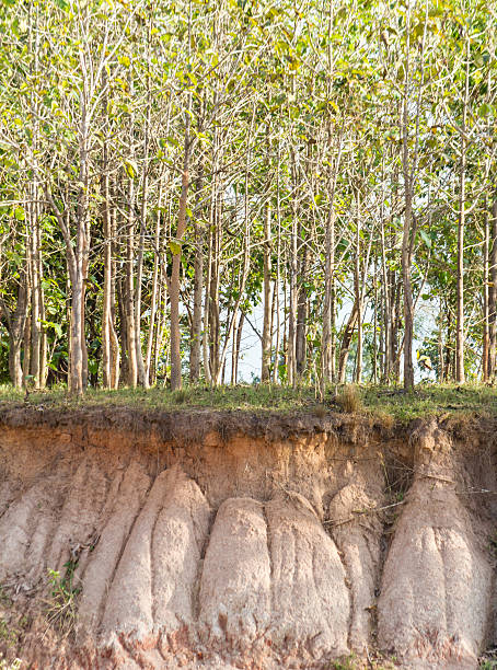 tree and section of soil - soil erosion bildbanksfoton och bilder