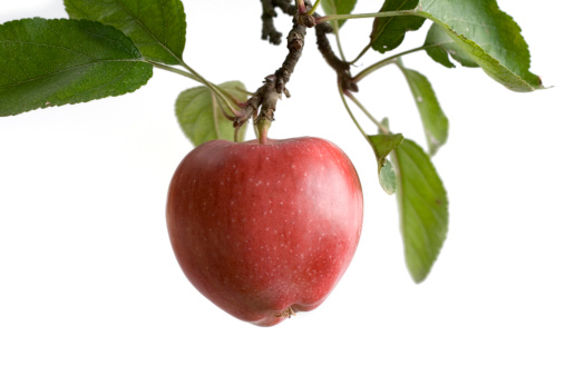A natural apple on a tree - isolated