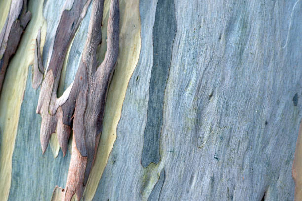 樹皮のクローズアップテクスチャ - wood texture ストックフォトと画像