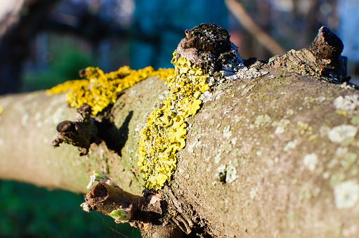 Tree bark with yellow lichen, close up