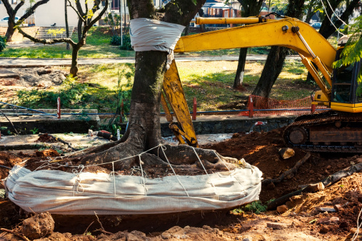 Tree Removal Services in Hot Springs Arkansas