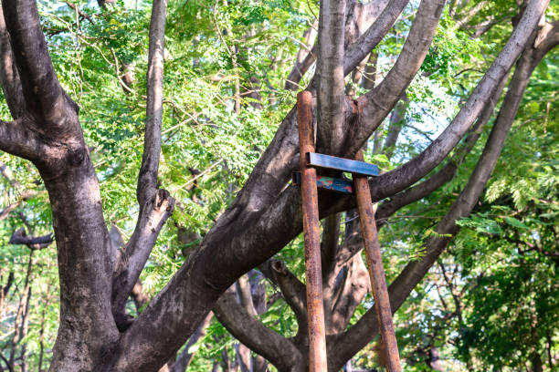 Tree branch bracing with steel in garden stock photo