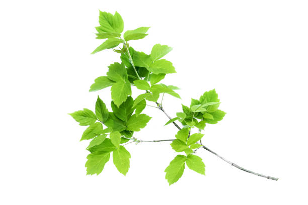 Tree branch isolated. stock photo