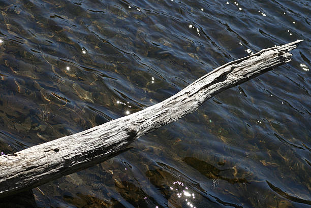 tree branch over clear lake stock photo