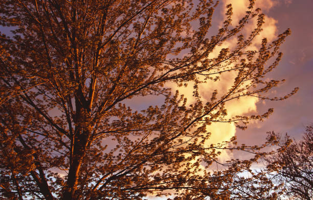 Tree Branches against a Sunset Sky stock photo