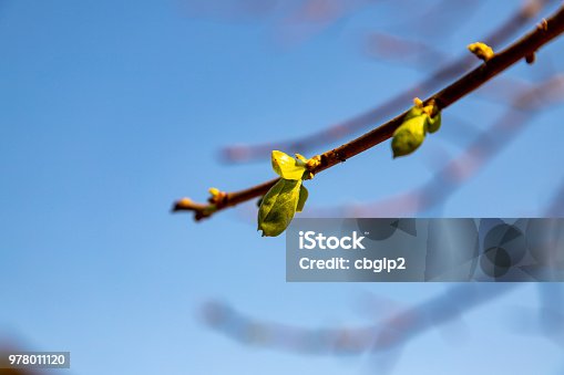 istock tree branches 978011120