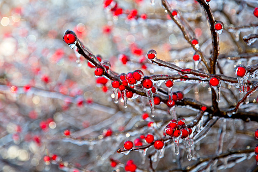 Tree branches with red berries coated in ice after storm