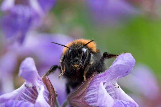 Tree Bumblebee (bombus hypnorum) on sage flowers in a garden stock photo