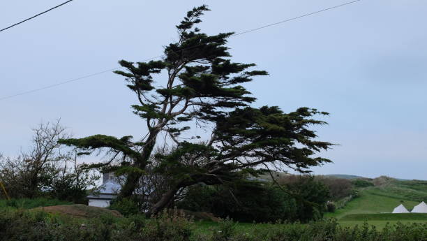 Tree by the coastline Devon, UK stock photo