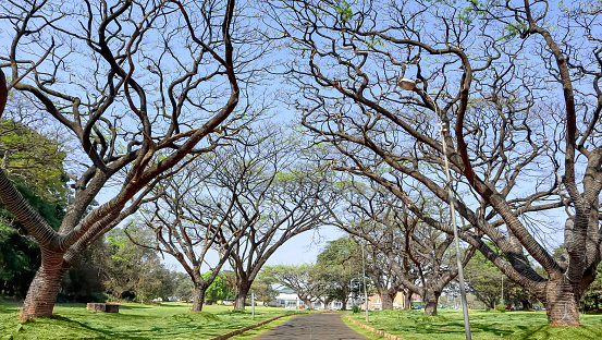 Tree canopy in Bangalore Palace Ground, Bangalore, Karnataka, India