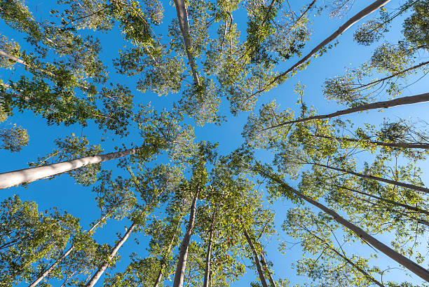 Tree canopy stock photo