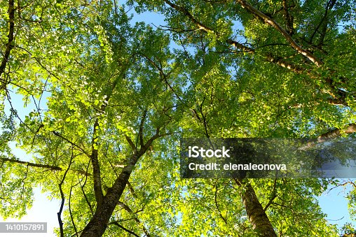 istock tree crowns, nature background 1410157891
