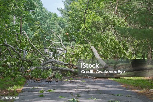 istock Tree Crumpled Across Road 520709675