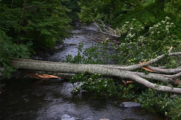 Tree fall, Bantam River stock photo