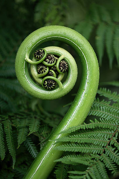 Tree fern frond New Zealand fern (koru) unfurling. fern stock pictures, royalty-free photos & images
