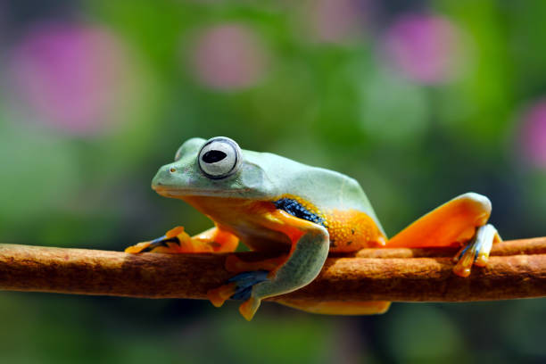 Tree frog, Flying frog, Java tree frog sitting on branch cute frog stock pictures, royalty-free photos & images