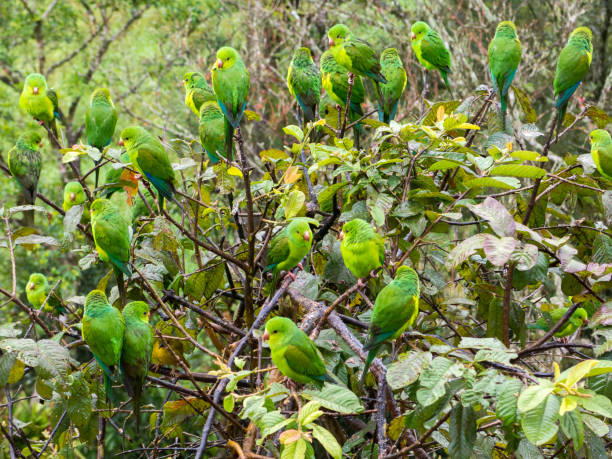 Tree full of parakeets in Brazil stock photo