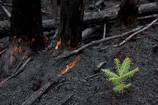 Tree Grows After Forest Fire