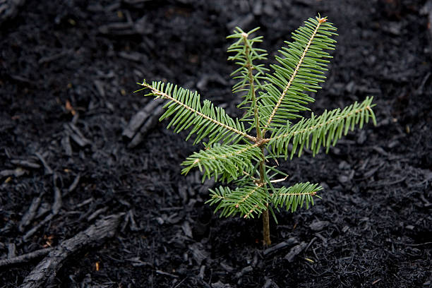tree grows after forest fire - spruce plant bildbanksfoton och bilder