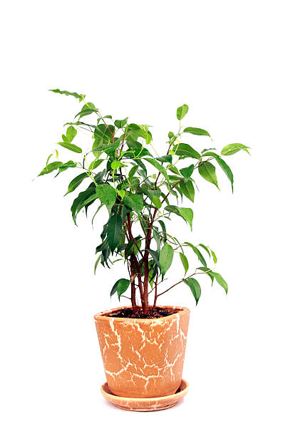 tree in a pot stock photo