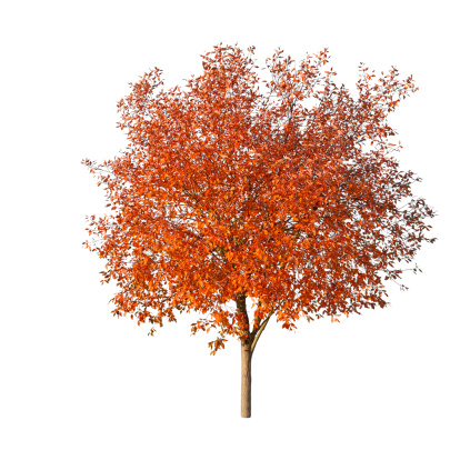 Tree in fall - isolated on white. 