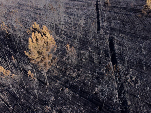 tree in the middle of a burnt forest, spain - fire portugal imagens e fotografias de stock