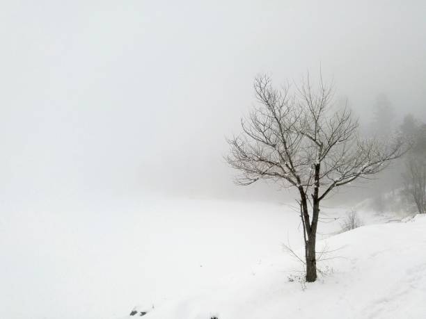 Tree in winter beside frozen lake, snow covered, foggy stock photo