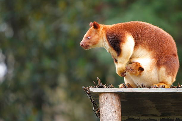 Tree Kangaroo and Joey A tree kangaroo with its joey visible in the pouch Tree Kangaroo stock pictures, royalty-free photos & images