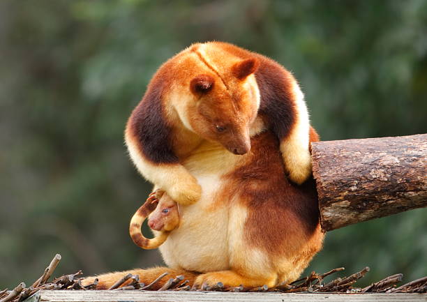 Tree Kangaroo See the baby joey with head poking out of the pouchTo see a range of images of the Goodfellow Tree Kangaroo please visit this lightbox Tree Kangaroo stock pictures, royalty-free photos & images