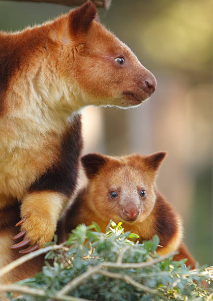 Tree Kangaroos A mother and joey tree kangaroo. These are an endangered species due to over hunting. Native to Papua New Guinea.To see a range of images of the Goodfellow Tree Kangaroo please visit this lightbox Tree Kangaroo stock pictures, royalty-free photos & images