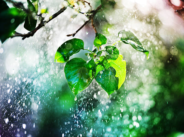 ツリー、leafs と雨の夕日 - 木漏れ日 ストックフォトと画像