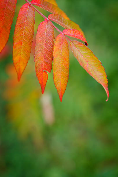 tree leaves changing colour stock photo