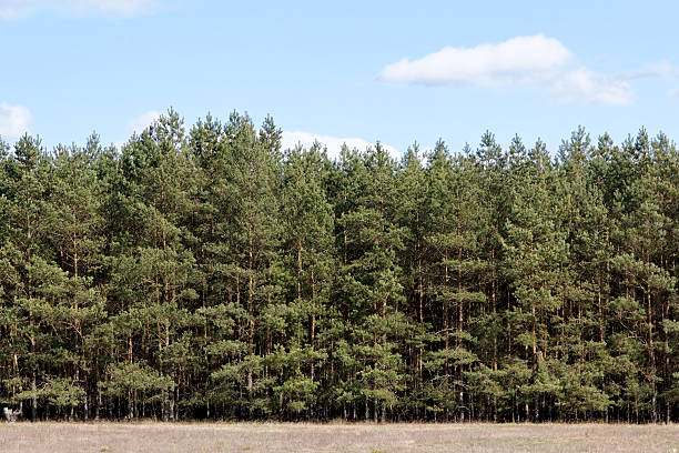 Tree Line at Meadow stock photo
