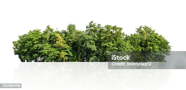 istock tree line isolate on white background 1317884918