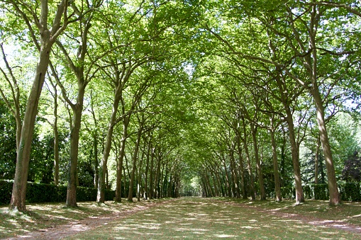 Tree lines pedestrian way in central France near Poitiers