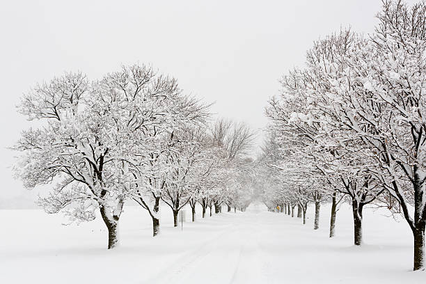 Tree lined road in a snow storm stock photo