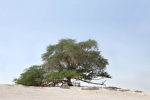 Tree of life, a 400 year-old mesquite tree in Bahrain stock photo