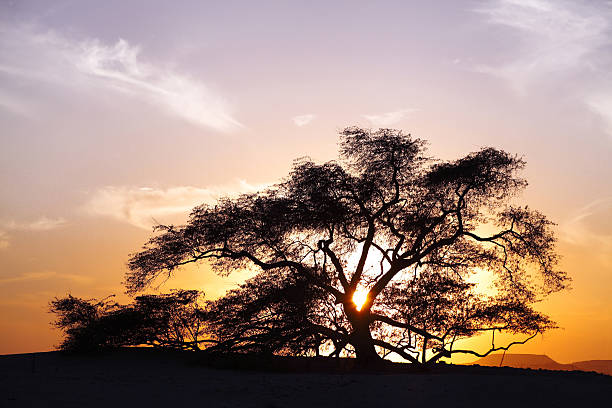 Tree of life, a 400 year-old mesquite tree stock photo