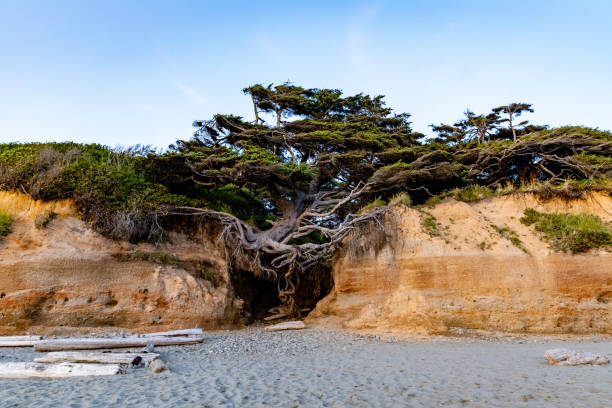 Tree of Life on Kalaloch Beach on Summer Sunset Kalaloch Beach on Summer with Amazing Colors During Sunset. olympic national park stock pictures, royalty-free photos & images