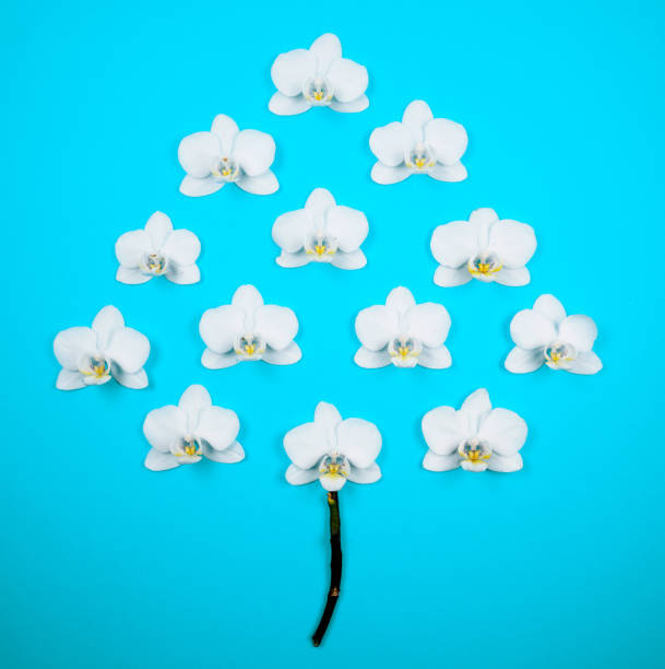 livets träd eller livsträd från vit orkidé (fenalaenopsis) orchidaceae isolerat på blå bakgrund - tree of life bildbanksfoton och bilder