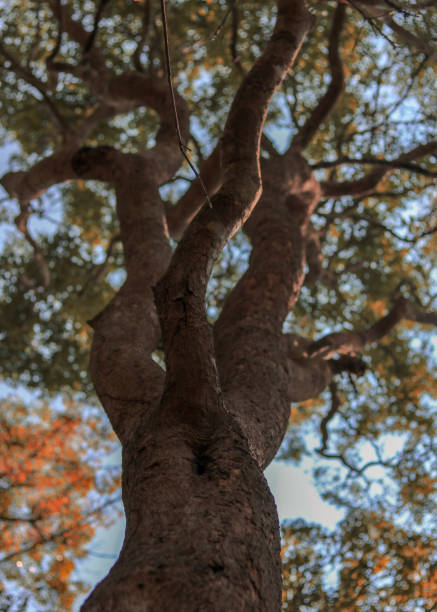 livets träd - tree of life bildbanksfoton och bilder