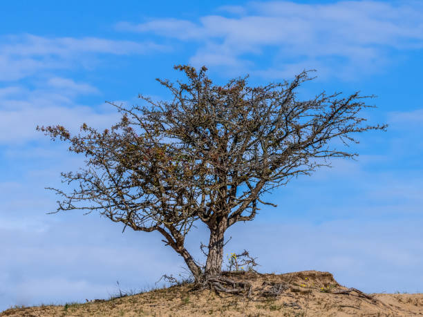 A tree on sand with blue sky stock photo