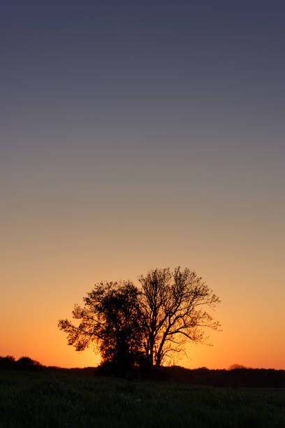 Tree pair during sunset (worn version) stock photo